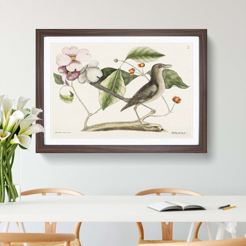 Mockingbird by Mark Catesby - Picture Frame Painting Print, Walnut Framed, 27cm H x 36cm W x 2cm D
