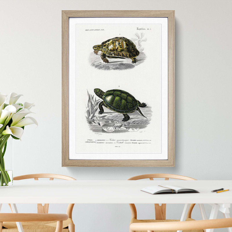 Tortoise & Turtle Illustrations PL. 1 by Charles d' Orbigny - Picture Frame Painting Print on MDF, Oak Framed