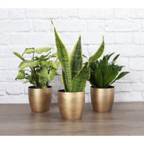 Premium Photo  Middle age man feeling happy and pointing to self with an  excited. plant pot concept