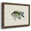 "Tropical Fish Collection VI", reproduction d'art sur toile-96280038-96280041
