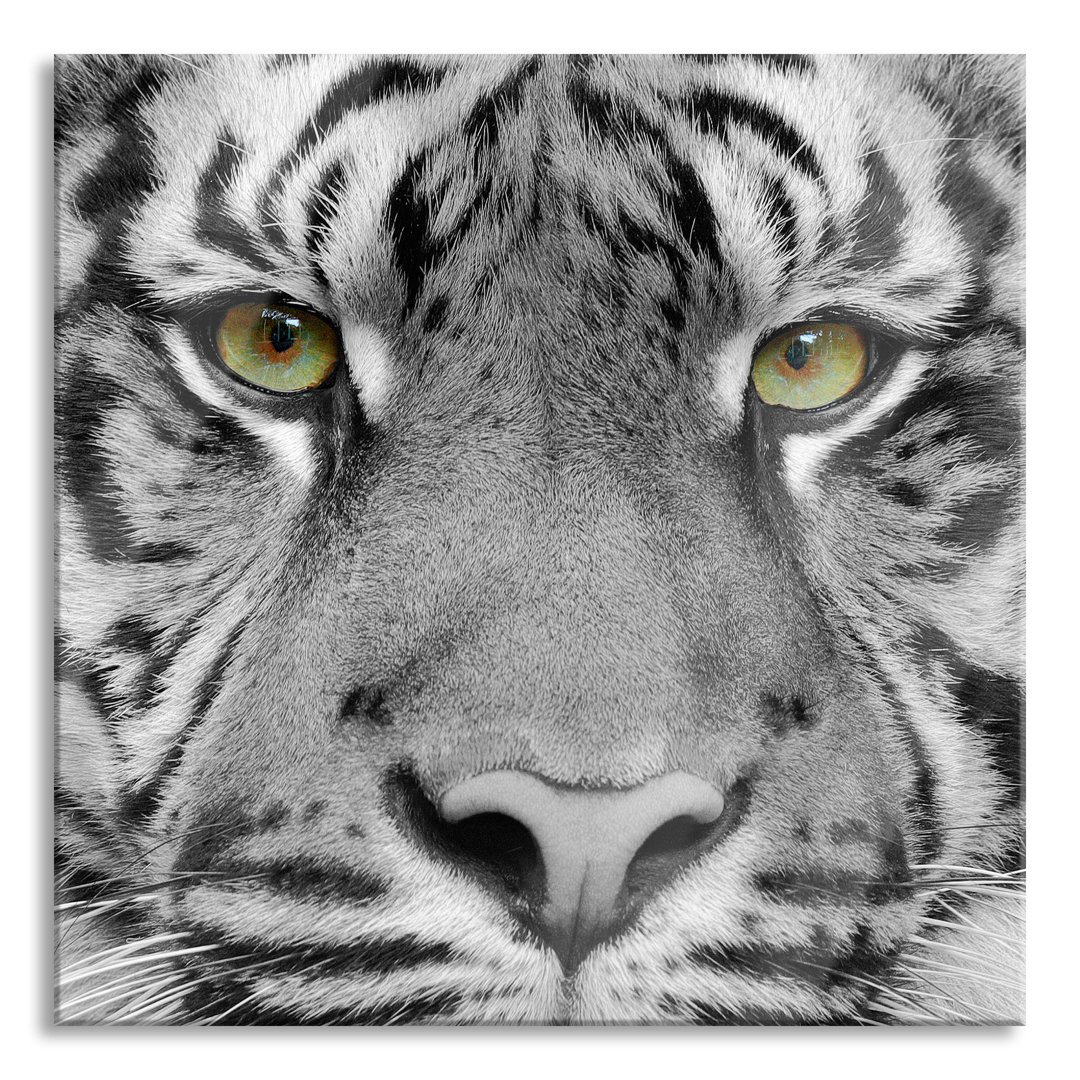 Glasbild Nahaufnahme Sumatra Tiger B&W Detail