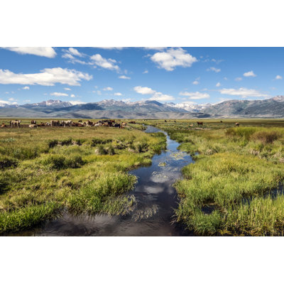 Bridgeport Valley Cattle by Campphoto