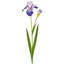 Iris barbu + bourgeon 37 po 