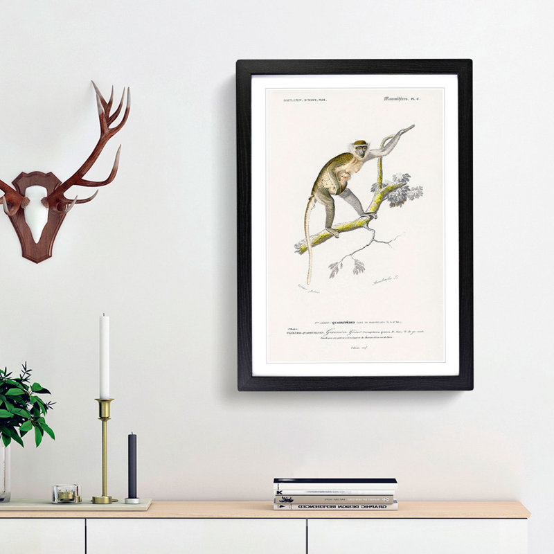 Grivet Monkey PL. 6 by Charles D'Orbigny - Picture Frame Painting Print, 48cm H x 36cm W x 2cm D, Black Framed