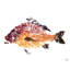 Red Fish II By John Beard - Gallery Wrapped Canvas Print Print by John Beard-1184150806-1184150809