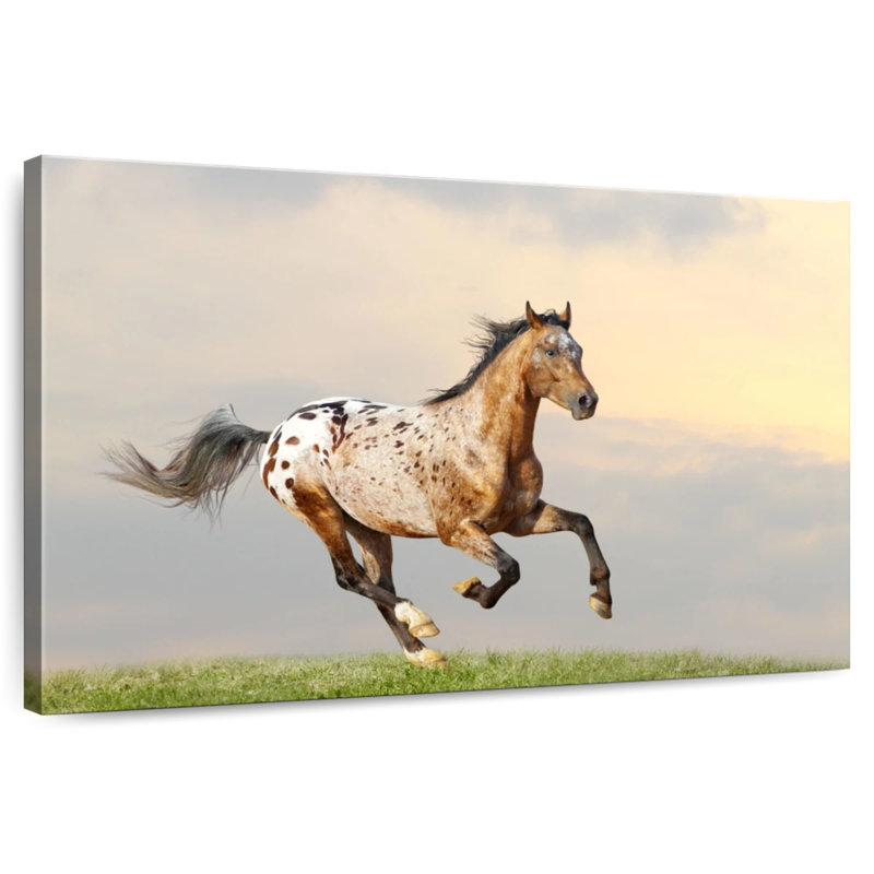 Étalon majestueux Bramalo Appaloosa, H 8 po x l 12 po