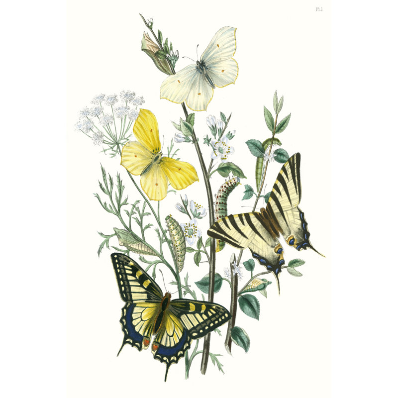 British Butterflies II - Painting on Canvas, 46cm H x 30cm W, Wrapped Canvas