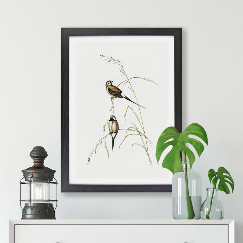 Long-tailed Grass Finch by Elizabeth Gould - Framed Print, 45cm H x 63cm W x 2cm D, Black