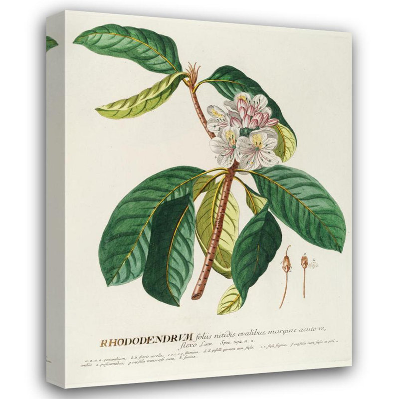 "Rhododendrum" par Georg Dionysius Ehret - Art mural sur toile tendue avec châssis, H 40 po x l 28 po