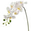 Phalaenopsis 27 po Natural Touch 