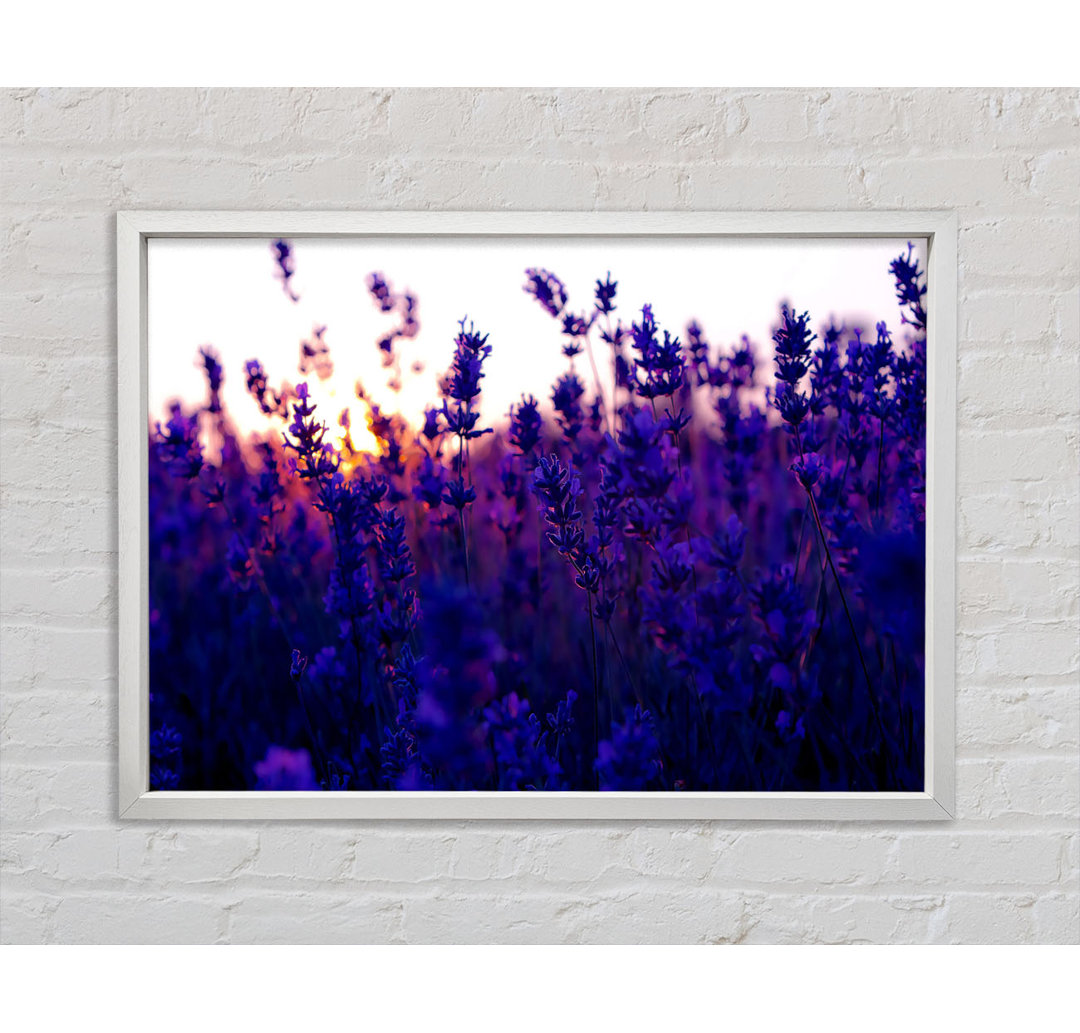 Gerahmtes Wandbild Lavender Field And Sunset