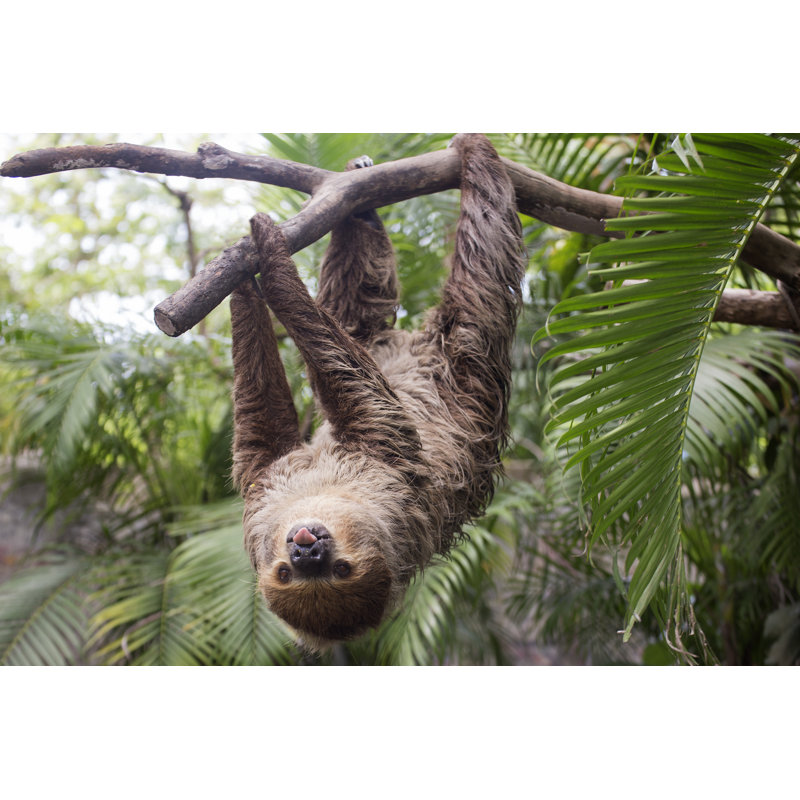 Two-Toed Sloth Show Tounge - Wrapped Canvas Print, 30cm H x 46cm W