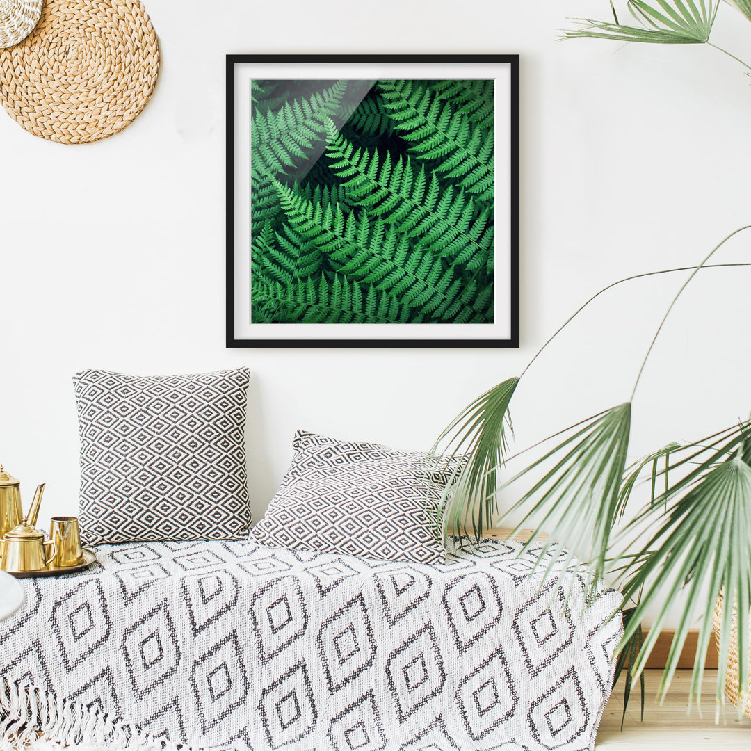 Gerahmtes Poster Ferns