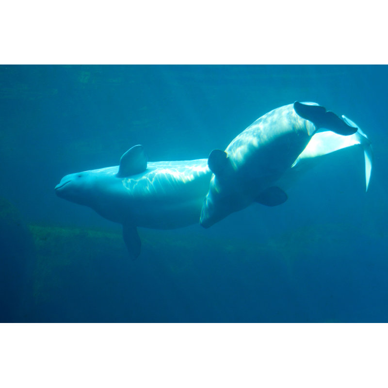 Beluga Whales par Luso, H 32 po x l 48 po