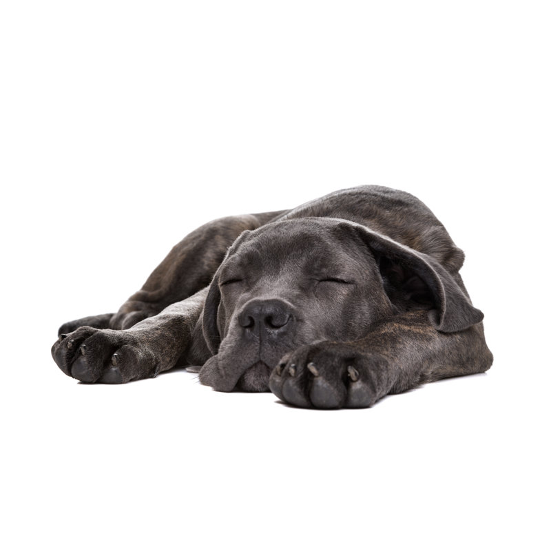 Cane Corso Puppy Dog by Eriklam - Wrapped Canvas Print, 81cm H x 122cm W
