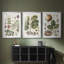 Exotic Botanique I - reproduction sur mesure encadrée de qualité supérieure - 3 pièces-1088650067-1088650079