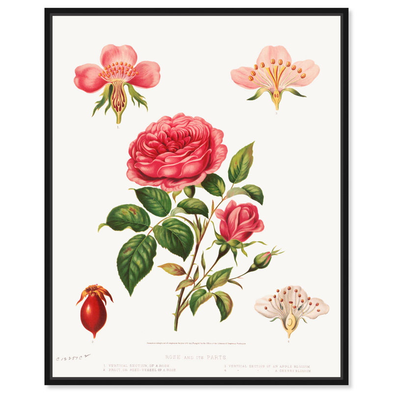 Rose et ses parties (1872), toile par Art Remedy, Noir, H 21 po x l 17 po, Cadre flottant