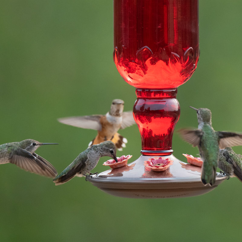 Hartranft Glass Hanging Hummingbird Feeder, Red Antique