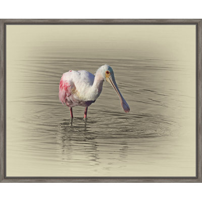 " Roseate Spoonbill "