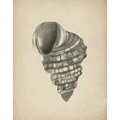 Detailed Spiral Shell by Josie George — Animal Wall Art