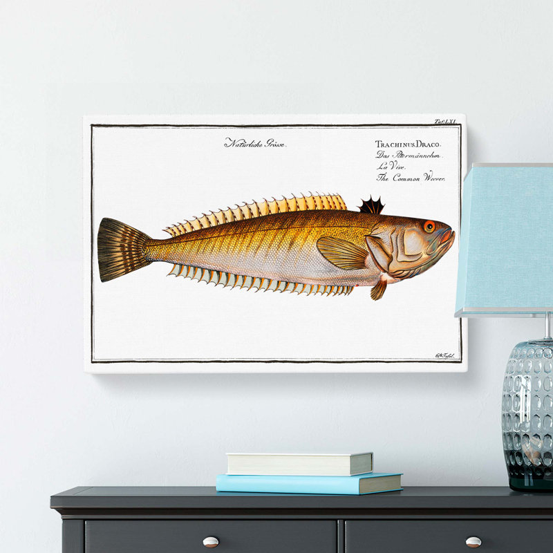 Weever Fish by M.E. Bloch - Wrapped Canvas Painting, 40cm H x 60cm W x 3cm D
