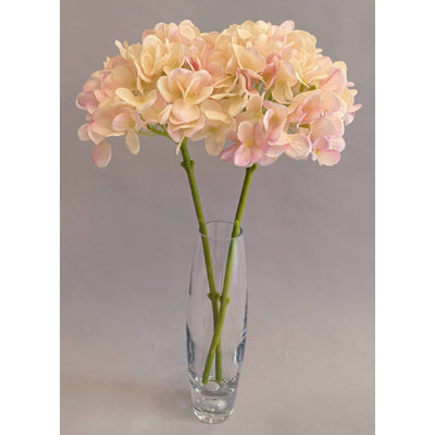 HYDRANGEA SANS FEUILLES