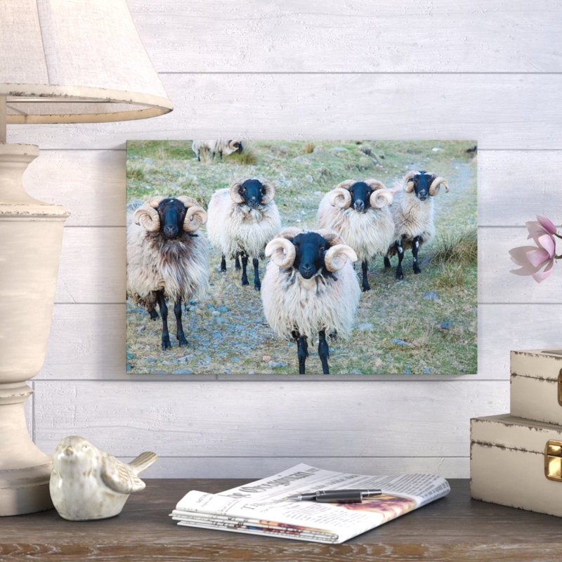 « mayo blackface béliers », reproduction de photo sur toile tendue, H 18 po x l 26 po x P 1,5 po