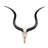 Real Kudu Skull, Medium Size
