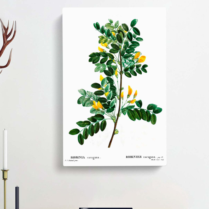 Siberian Pea Tree Flowers by Pierre-Joseph Redoute - Wrapped Canvas Painting, 60cm H x 40cm W x 3cm D