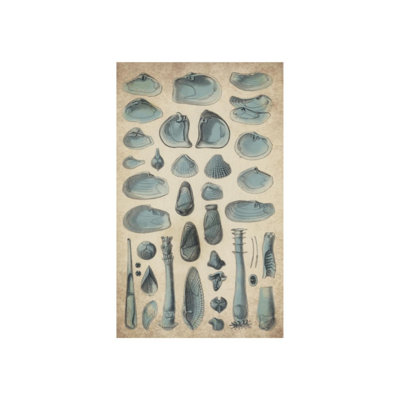 «Study of Sea Shells II» par Sofia Fox - Impression sur toile