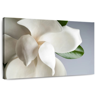 Magnolia blanc Harnek
