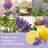 Signature Lemon Lavender Scented Jar Candle-70785497