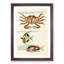 East Indies Fish & Crab Illustrations XXXIX by Louis Renard - Picture Frame Painting Print-55547434-55547439