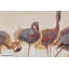 Acrylbild Bad der Flamingos