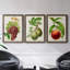 Antique Fruit III - ensemble de 3 peintures sur toile encadrées-1701013500-1701013503