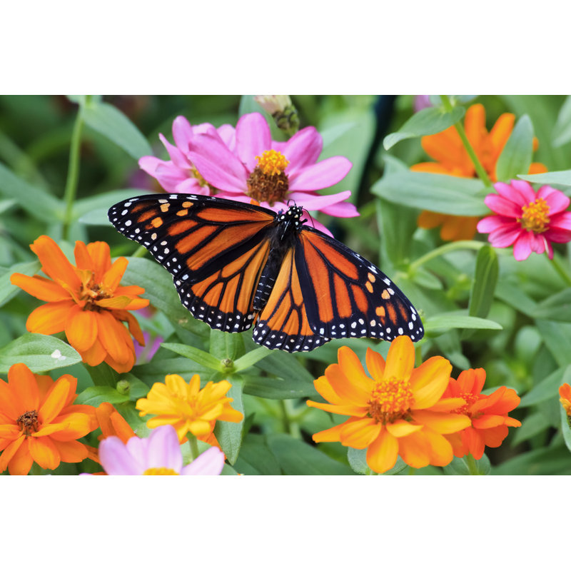 Monarch Butterfly - Wrapped Canvas Print, 30cm H x 46cm W x 3.8cm D