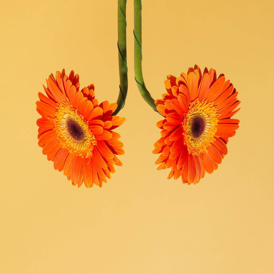 Leinwandbild Two Pastel Orange Flowers Hanging Up And Down