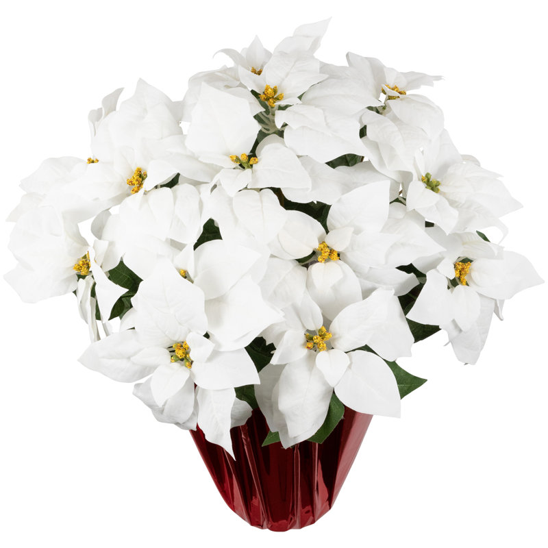 Arrangement de poinsettias, Blanc, Rouge, H 26 po x l 17 po x P 17 po
