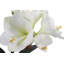 24 in. Red Amaryllis Faux Floral Arrangement in White Pot - Seasonal Holiday Decor-533996740