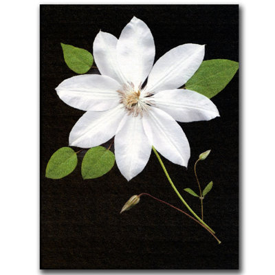" Star " by Kathie McCurdy