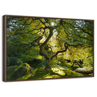 Jardin d'érable japonais
