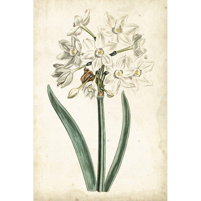 Curtis Narcissus II, H 36 po x l 24 po x P 1,25 po