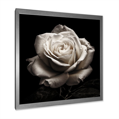 " Exquisite White Rose Droplets Of Morning Dew I "