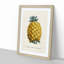 Illustration of a Pineapple - Framed Print-55641206-55641208