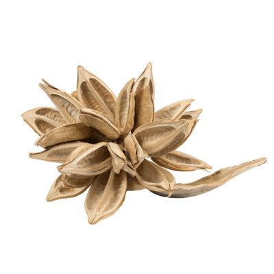 12-16" Bleached Star Pod, Extra Large