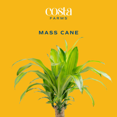 Costa Farms Indoor Dracaena Fragrans Mass Cane House Plant in 8.75-inch Grow Pot
