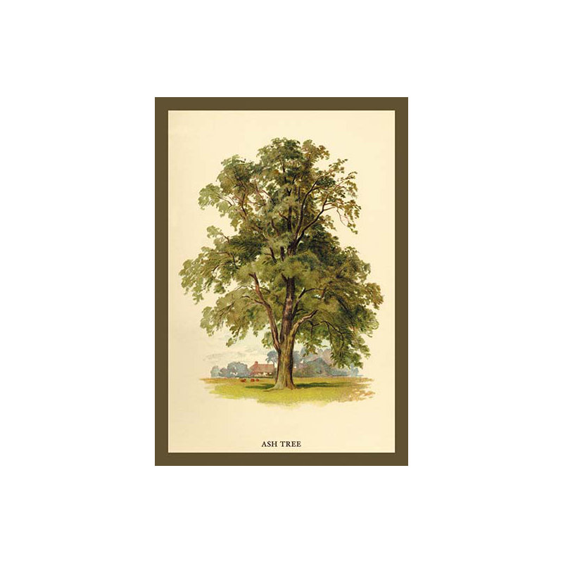 « ash tree » par w.h.j. boot, impression