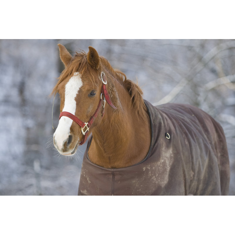 Warm Horse by Pgbrace - Wrapped Canvas Print, 30cm H x 46cm W
