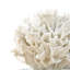 Ribbon Coral-17748650