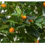Arbre à ficus en pot Real Touch Orange